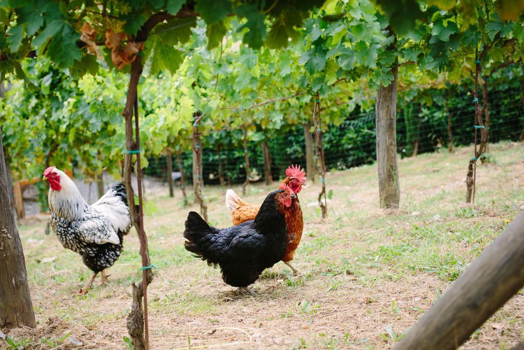 הוילה קמאיורה Agriturismo Mareli מראה חיצוני תמונה